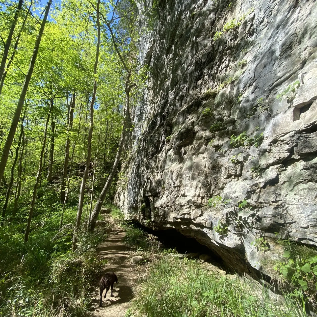 Dog walking on a trail beside a rocky cliff in a sunlit forest.