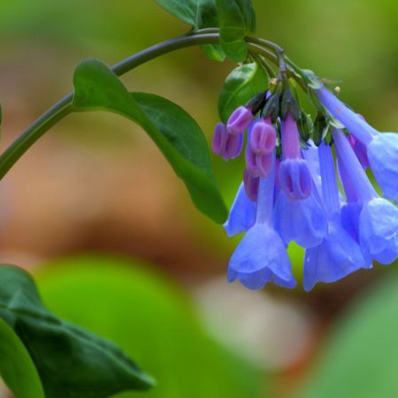 Close-up of vibrant bluebell flowers with tubular blossoms and green leaves against a blurred natural background, conveying a serene springtime feel.
