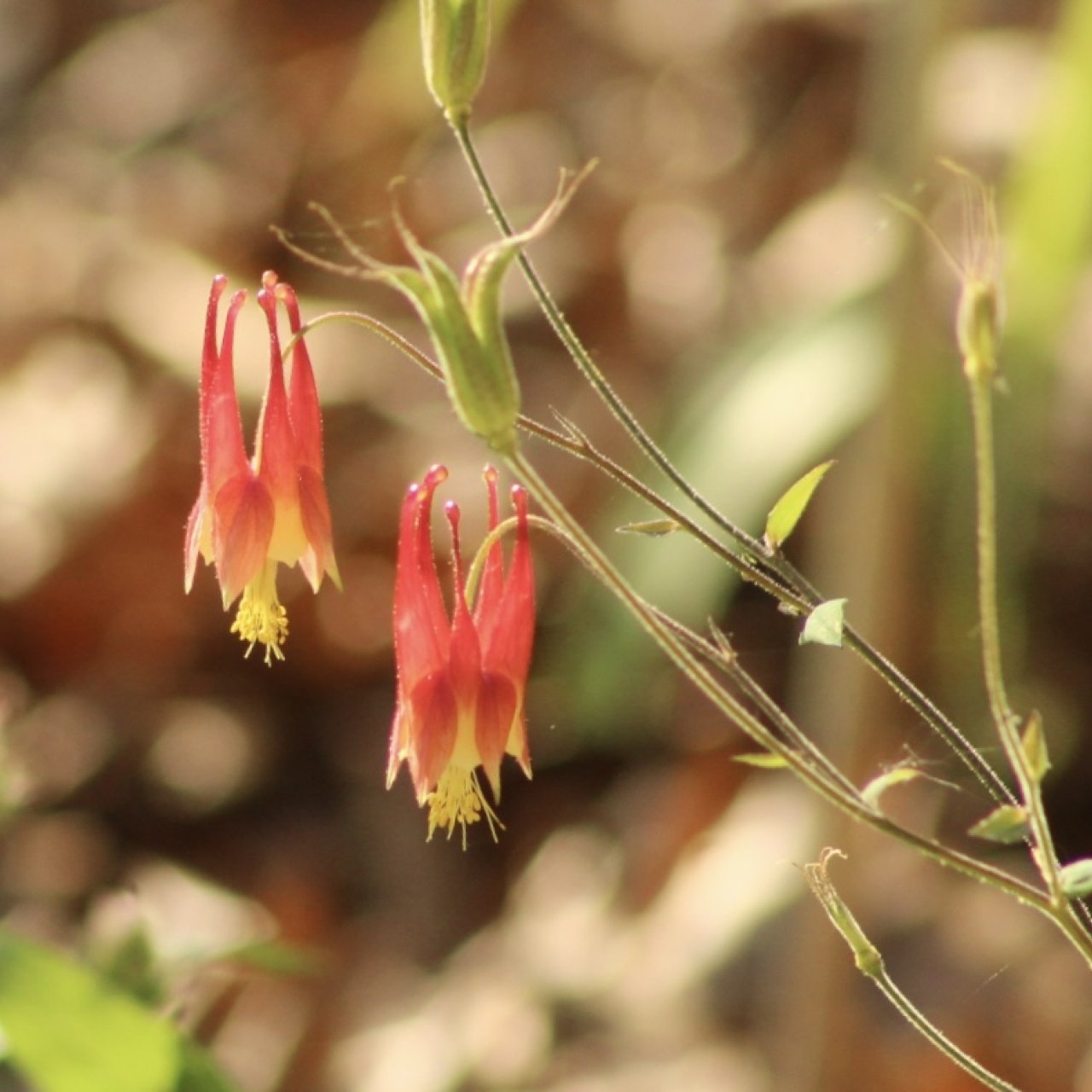 Two vibrant red and yellow flowers hang delicately from a slender green stem against a softly blurred natural background.