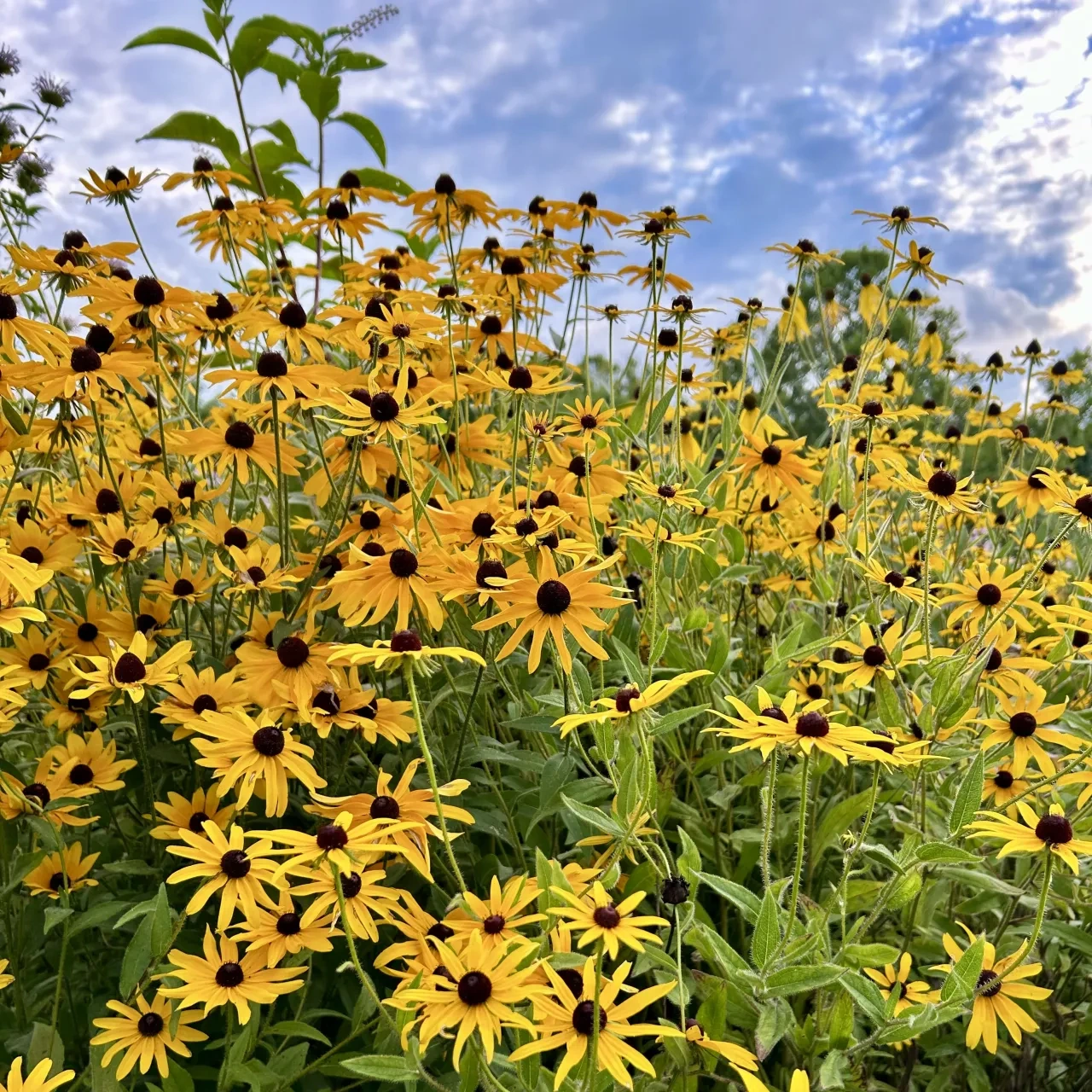 bunch of sunflowers in a bundle