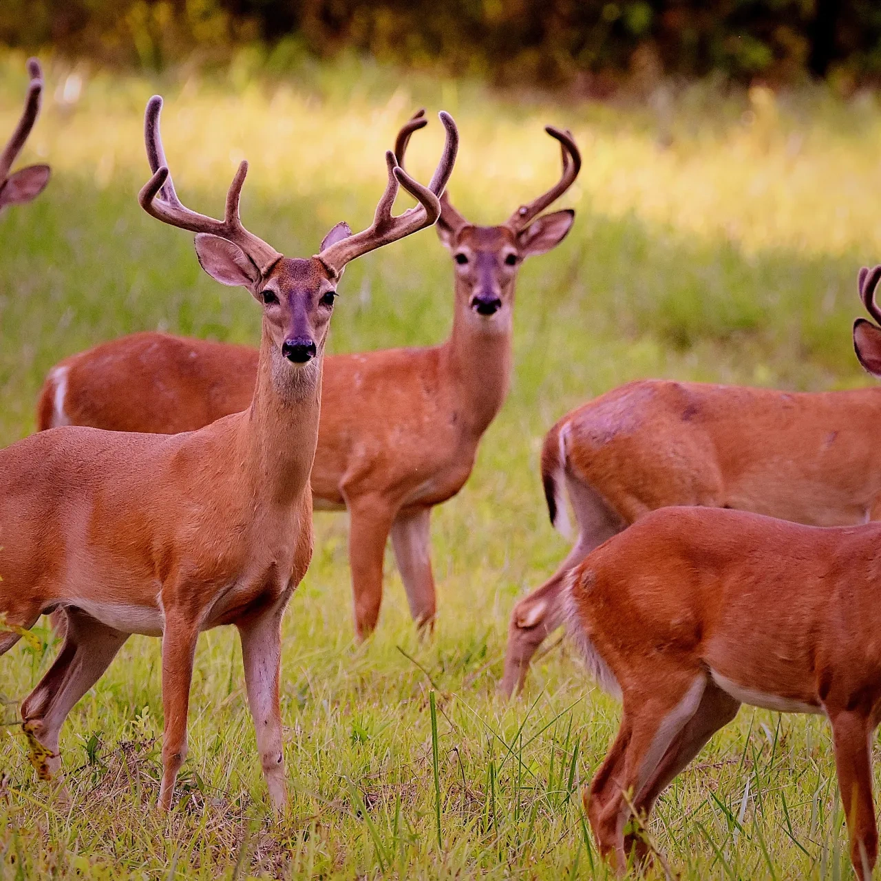 group of deer in a field looking at the camera