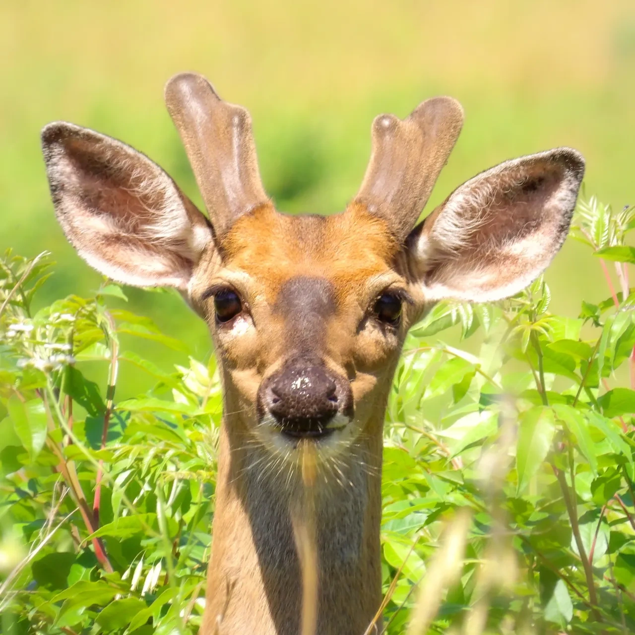 deer popping its head out of bushes
