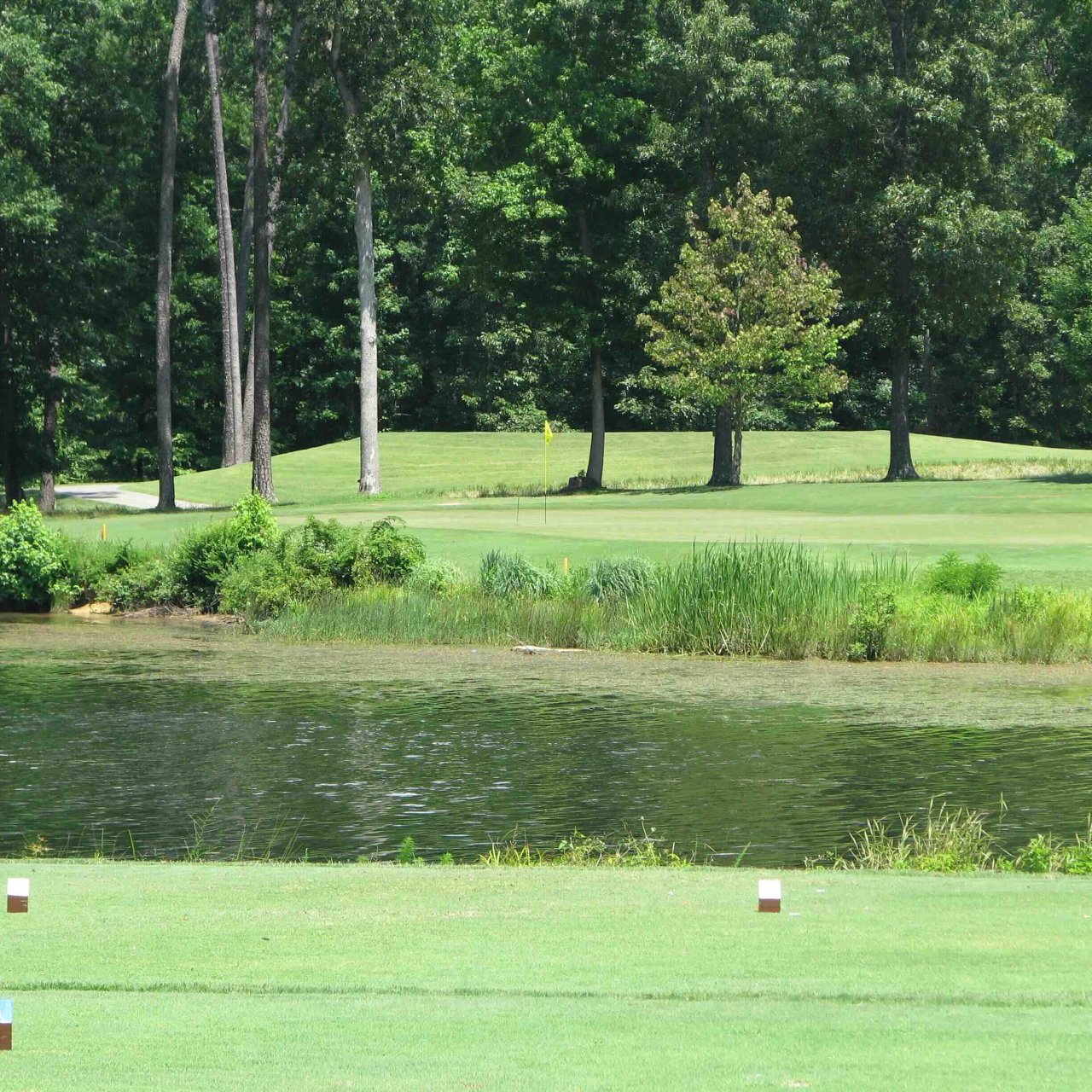 view of tee area and green divided by a body of water with cattails 