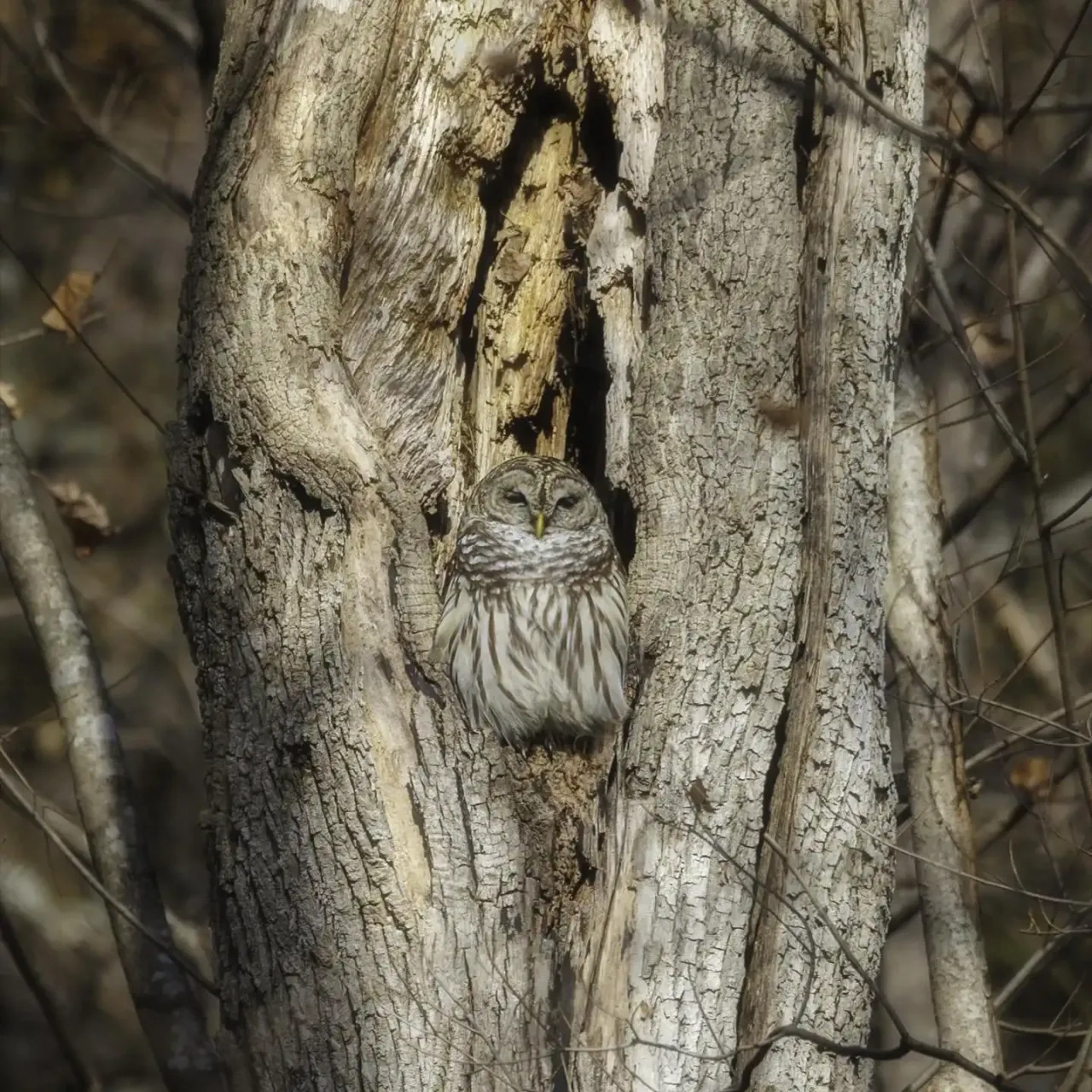 Owl camouflaged in a tree trunk.