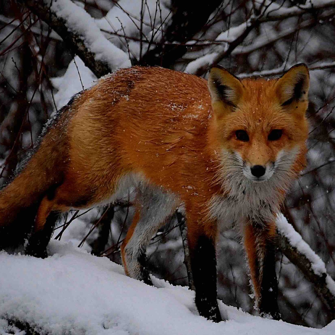 red fox standing on snow covered fallen tree
