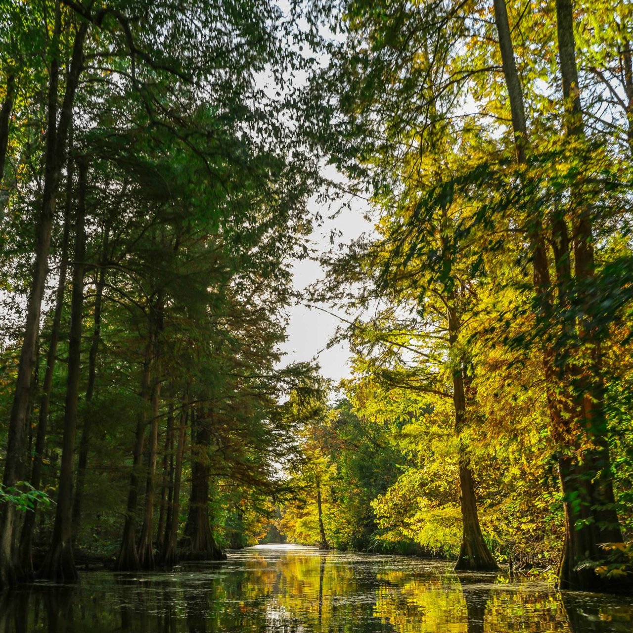A serene, sunlit forest river with tall trees on both sides. The foliage displays vibrant green and yellow tones, reflecting a tranquil autumn scene.