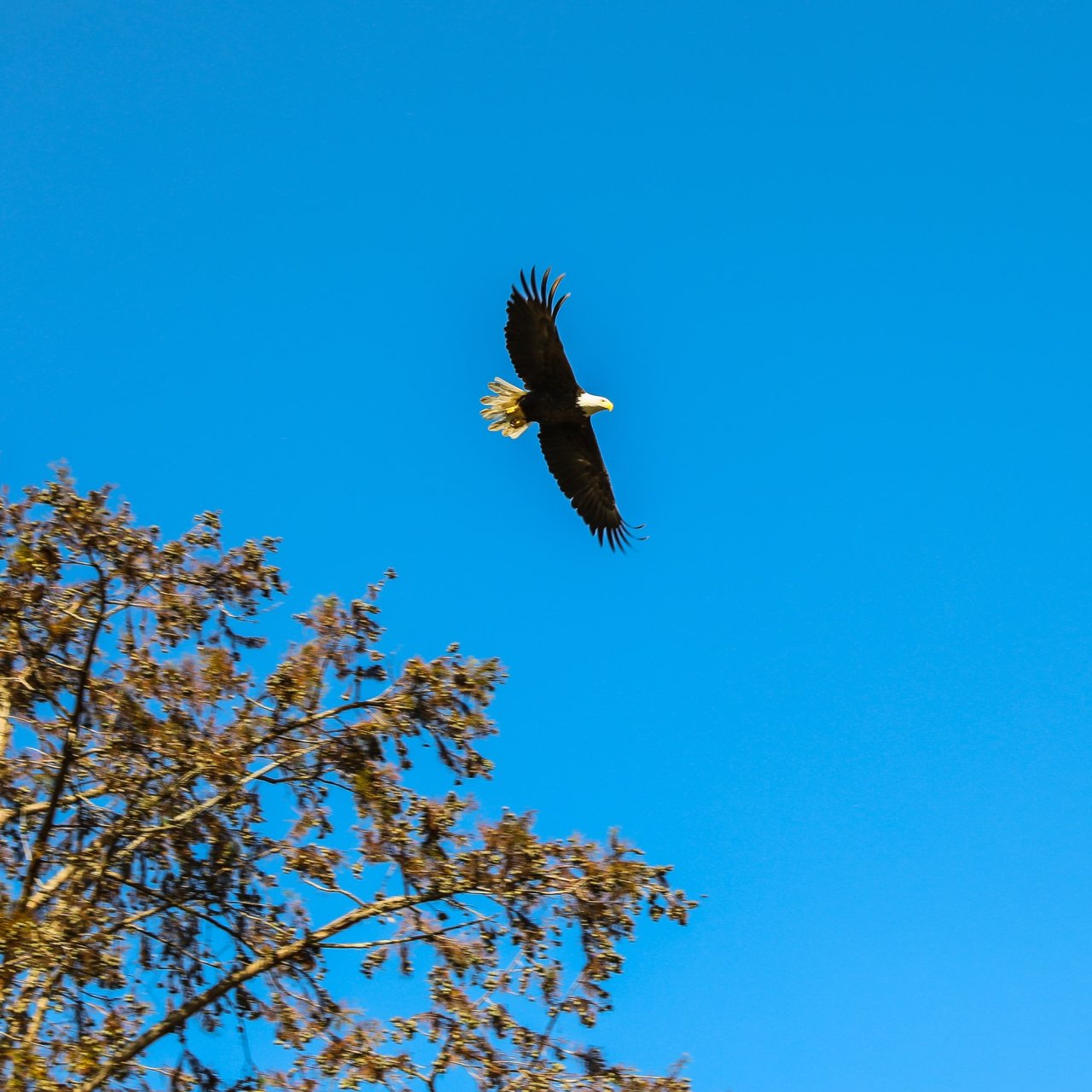eagle flying through the blue skies leaving its perch on the nearest tree