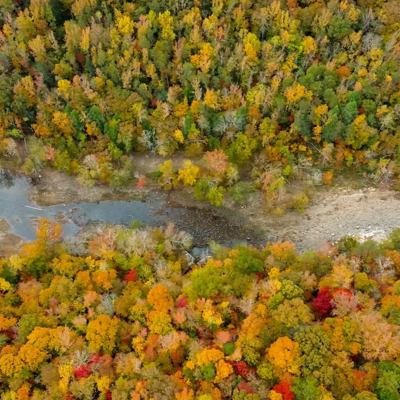 Aerial view of a dense forest in autumn, displaying vibrant hues of red, orange, yellow, and green, with a river meandering through the foliage.