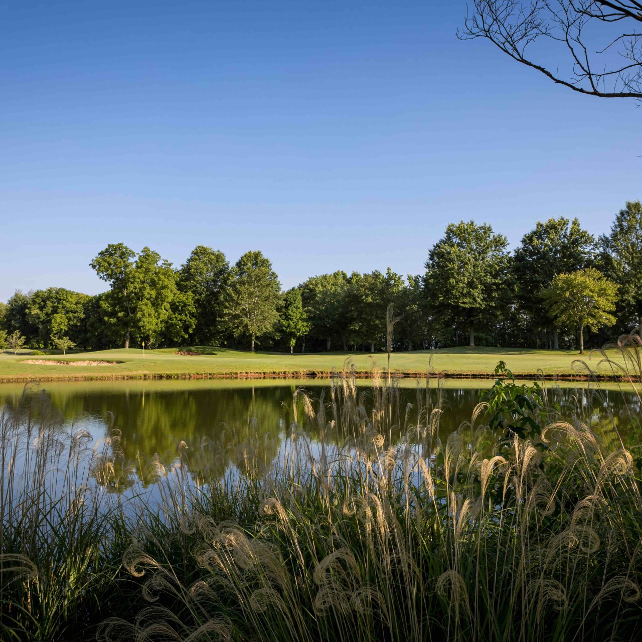 water and fairway of a golf course with cattails in front and trees in the background