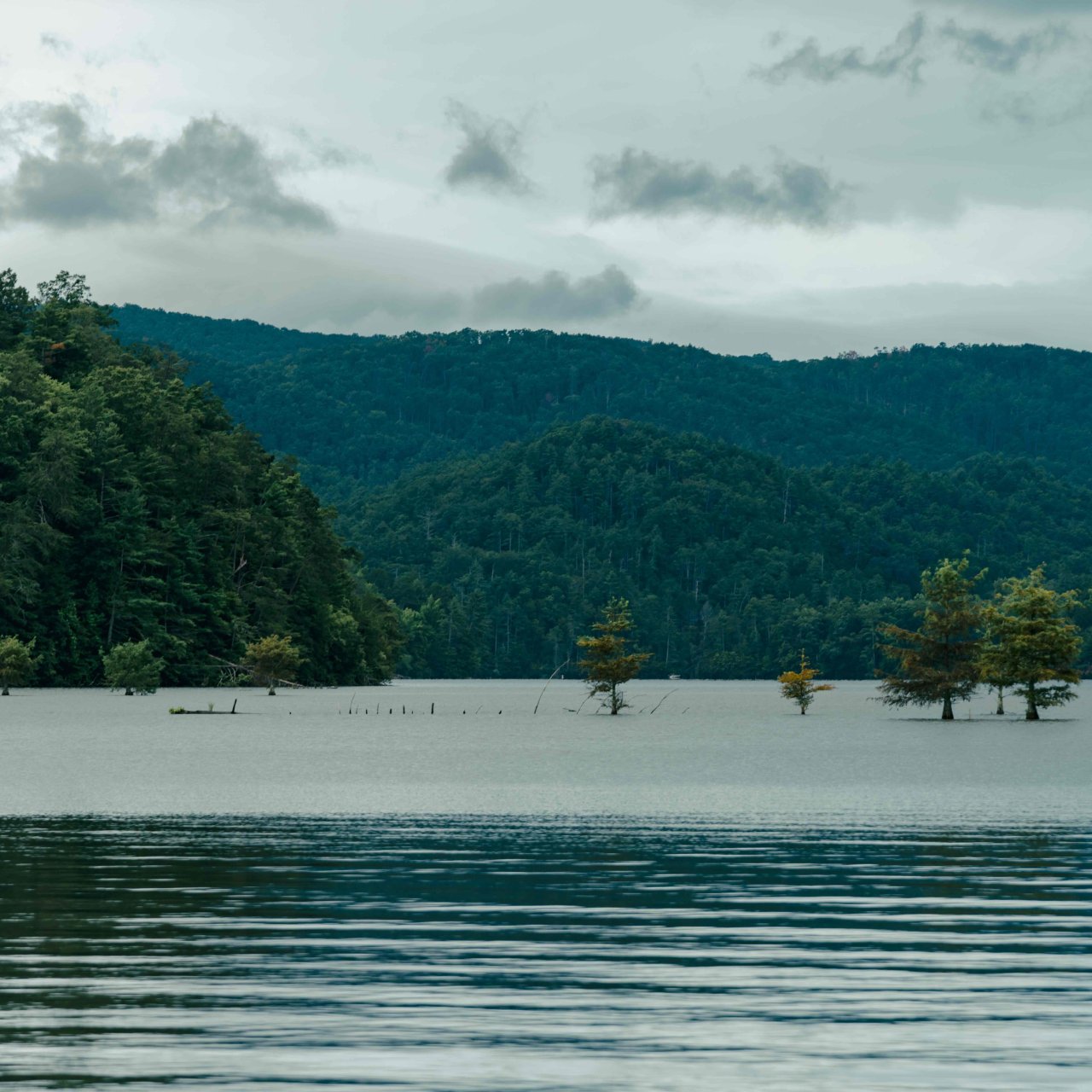 view of lake that has several trees in the water and a mountain covered in trees in the distance