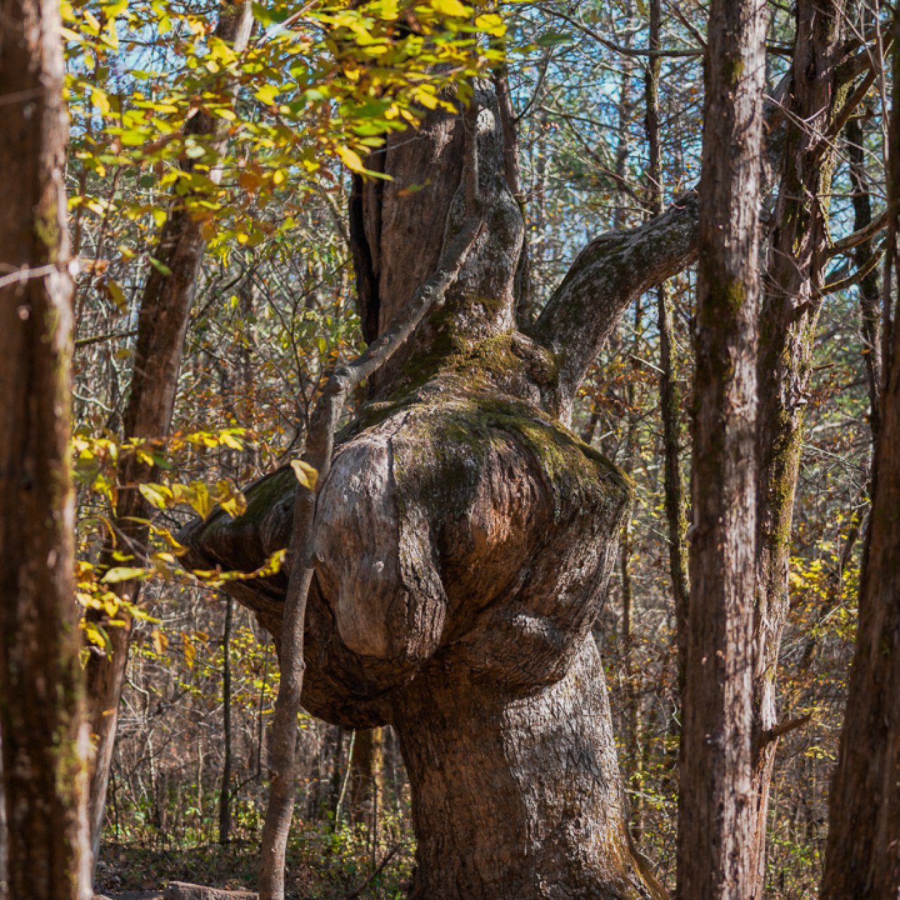 Ancient tree with a large burl in a sunlit forest.