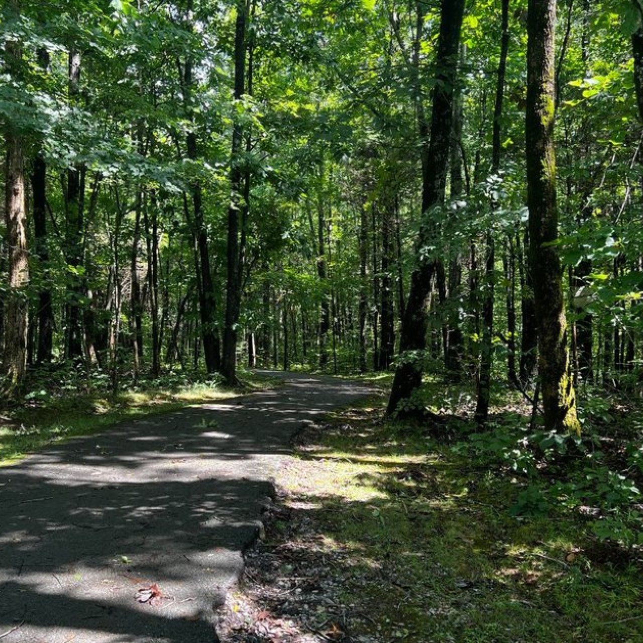 Sunlit path winding through a dense green forest.