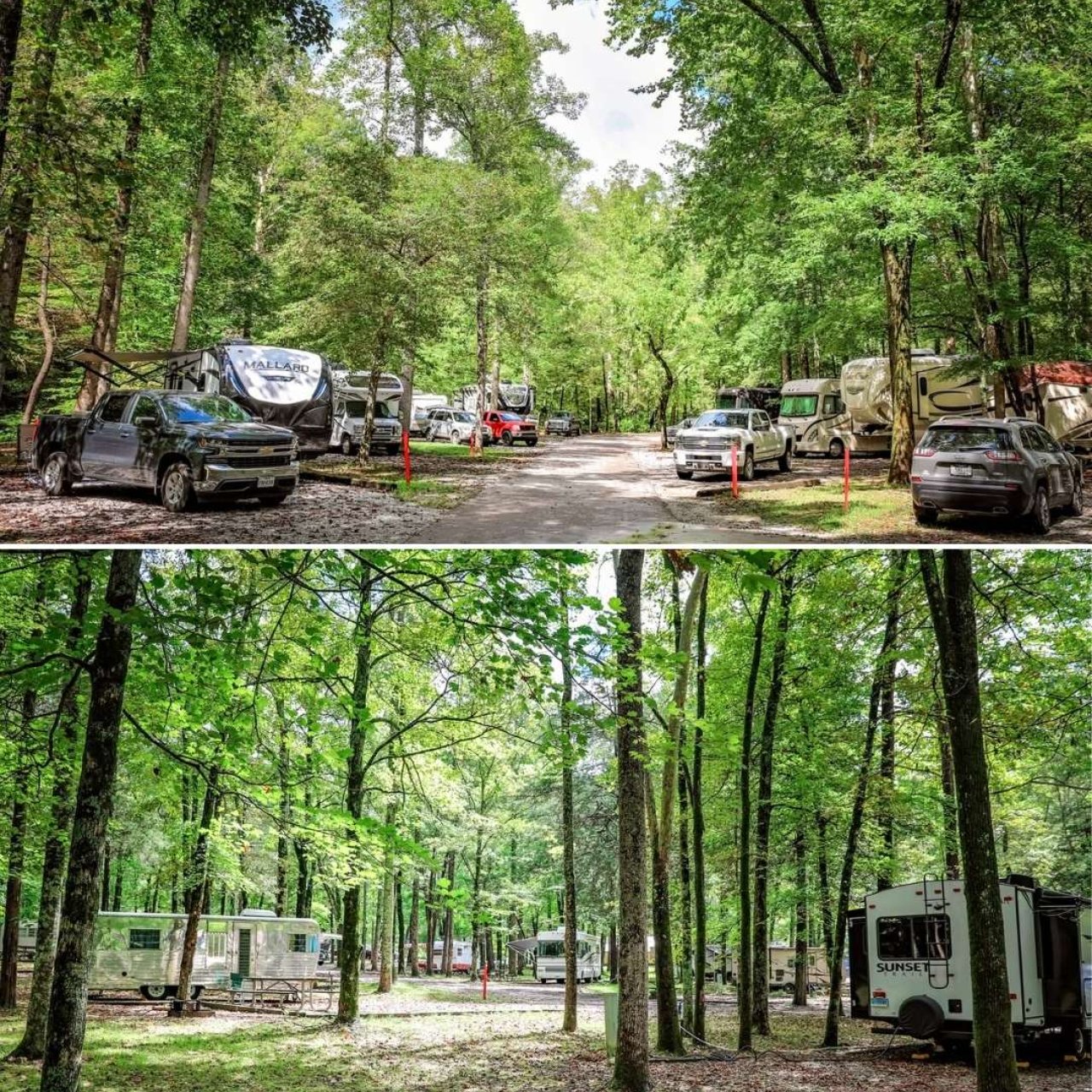 Cars and RVs parked among trees in a forest campground.