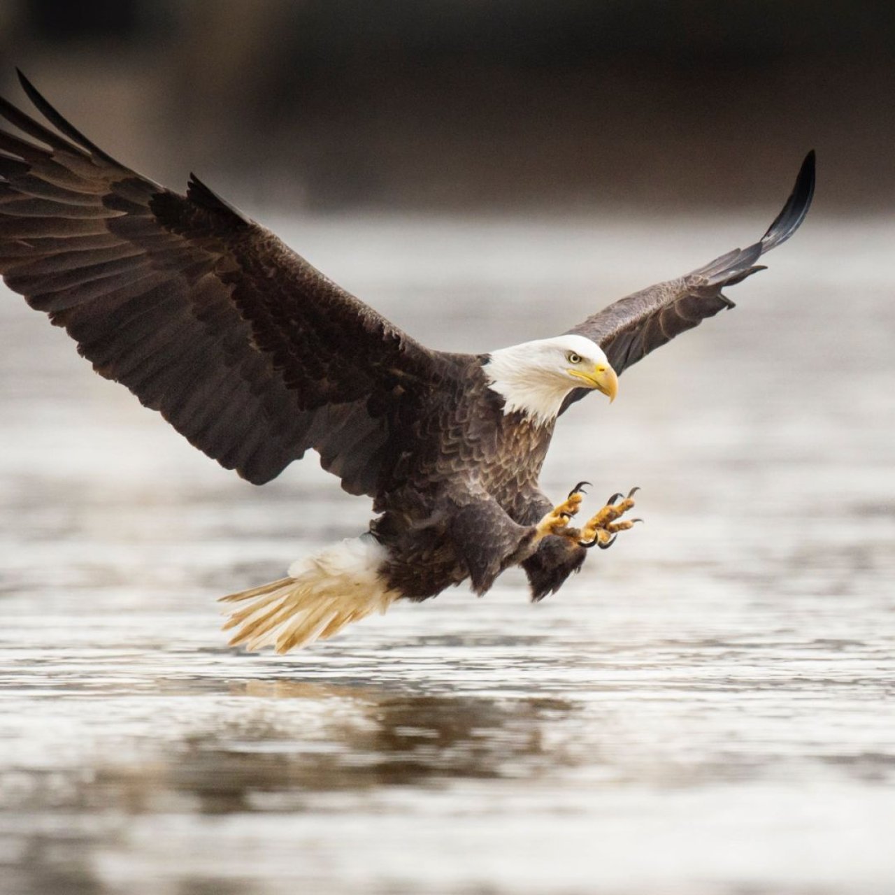 Bald eagle swooping down over water with talons extended.