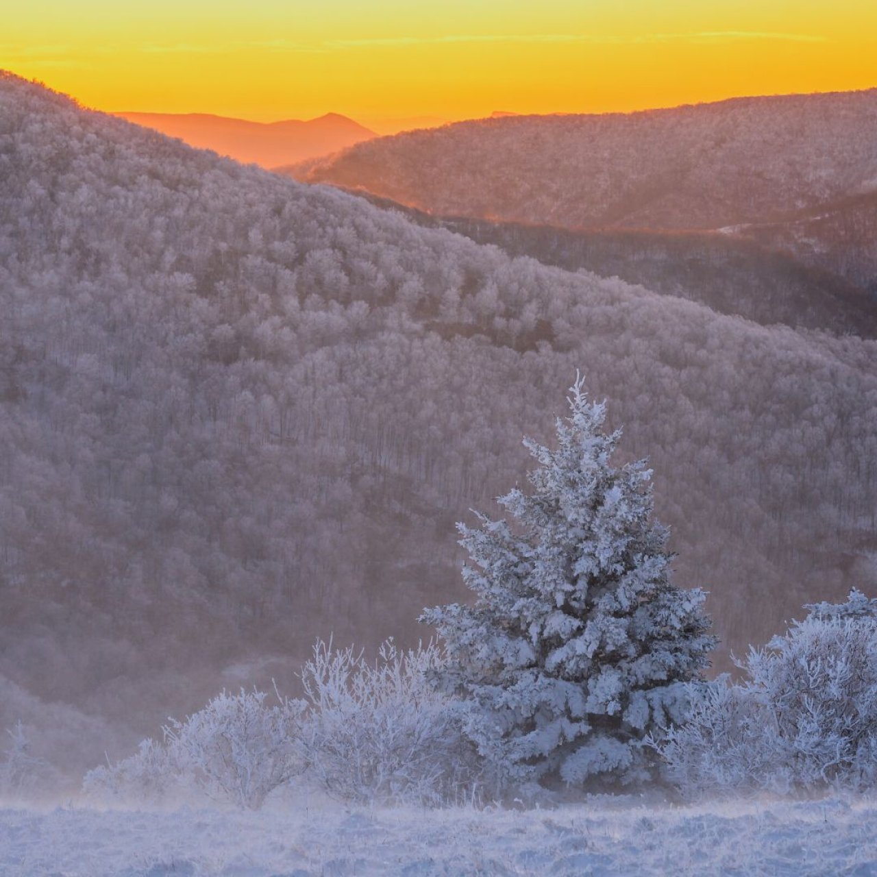 Snow-covered tree in a frosty mountain landscape at sunrise.