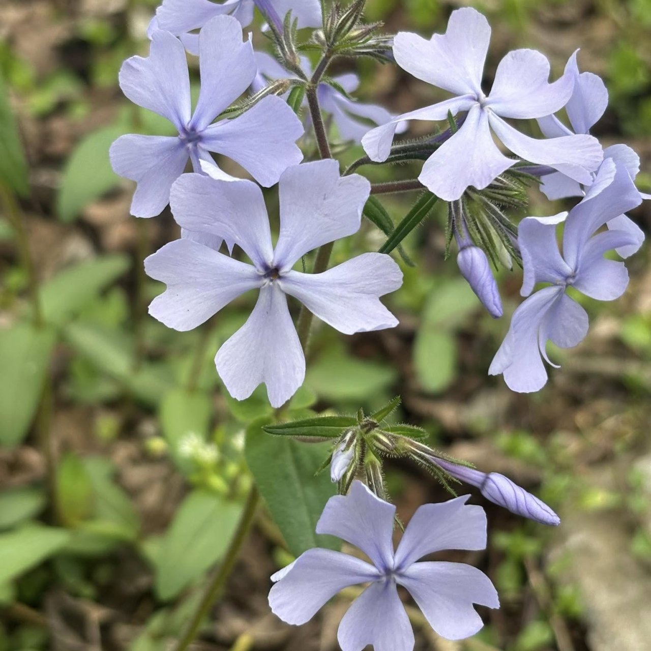 Cluster of light purple wildflowers with green leaves on forest floor.