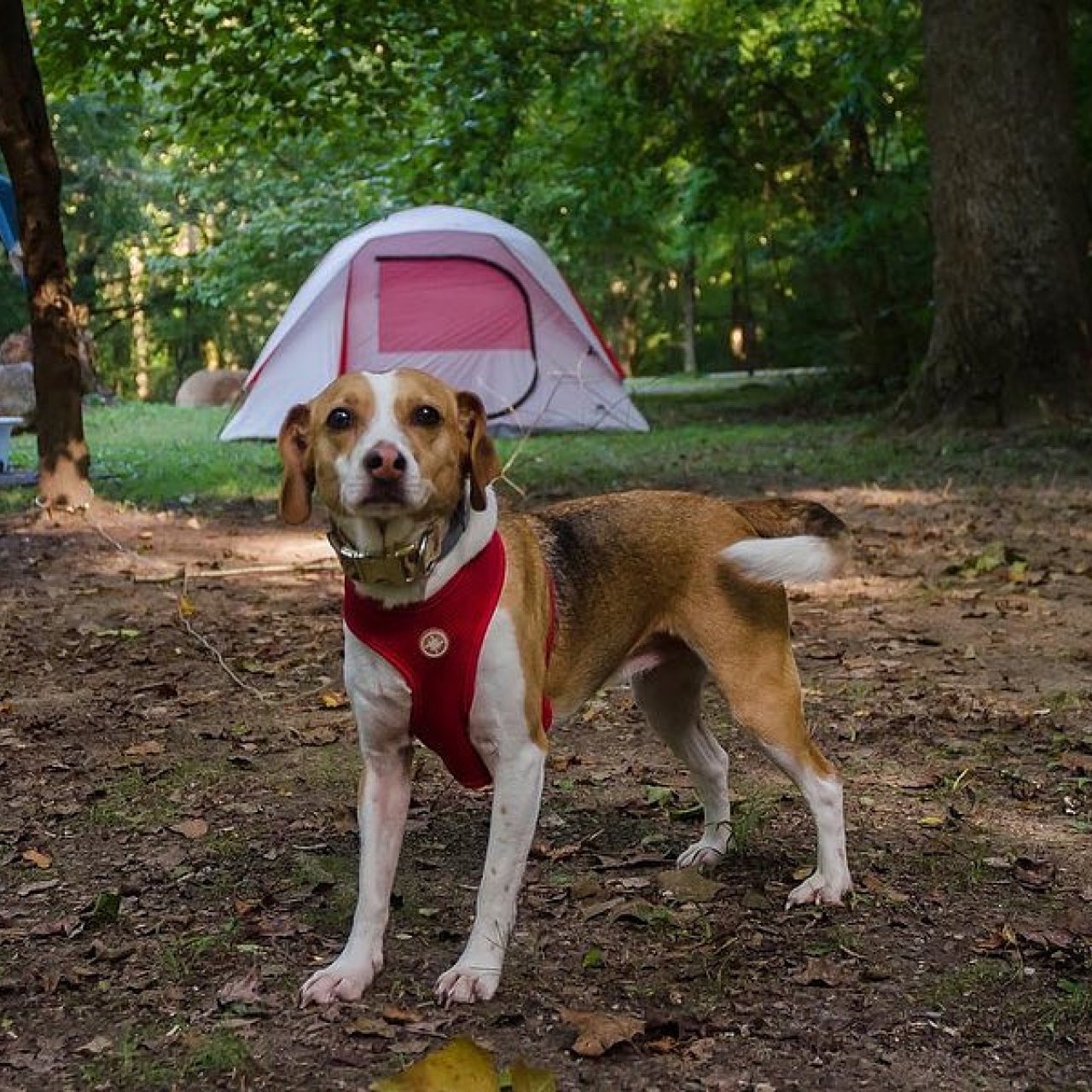 Dog in a red harness standing in front of a tent in a wooded campsite.