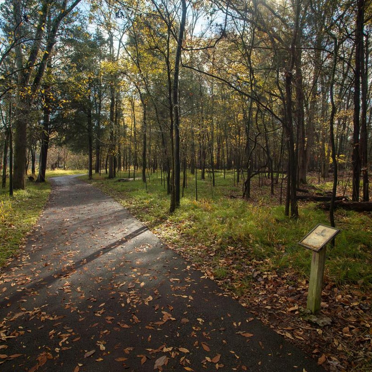 Autumn landscape with a paved path through a sunlit forest, scattered leaves, and a signpost.