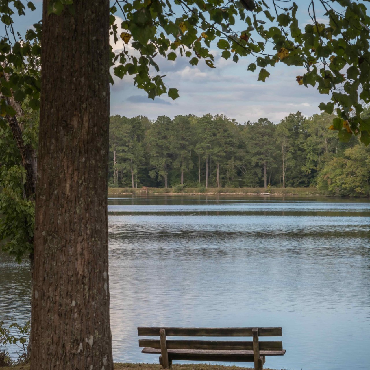 Bench by a tranquil lake with a large tree in the foreground.