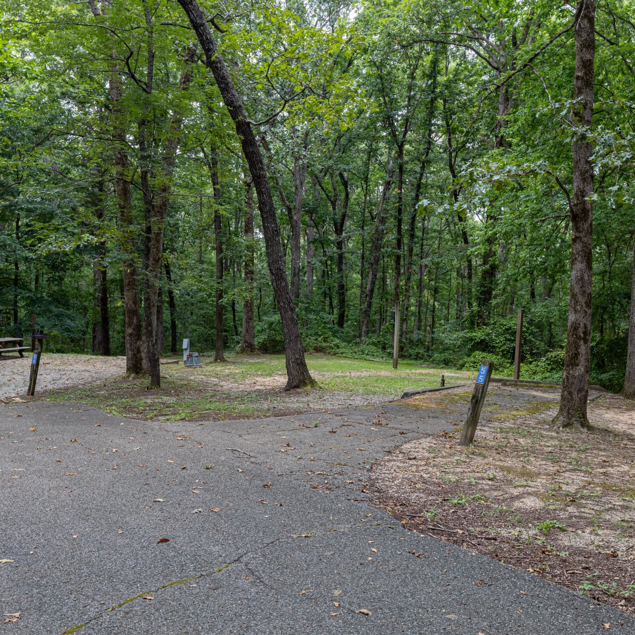 Paved path in a lush green forest with scattered picnic tables.