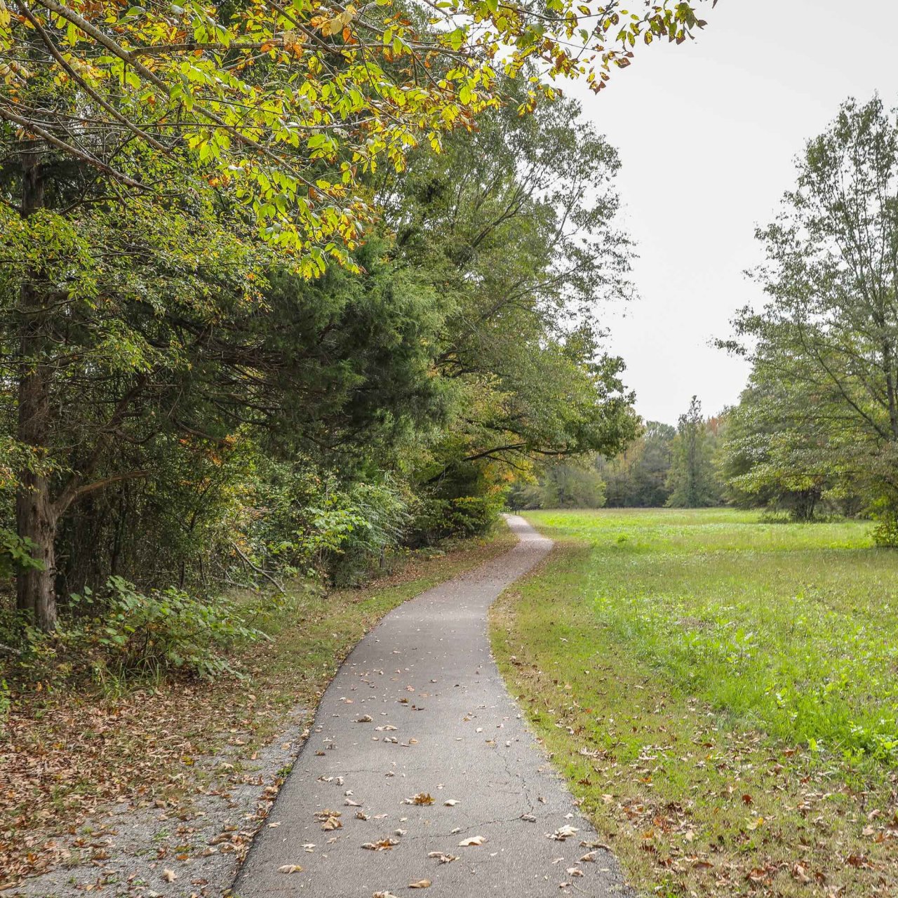 Thin concrete trail next to a tree line and a open field.