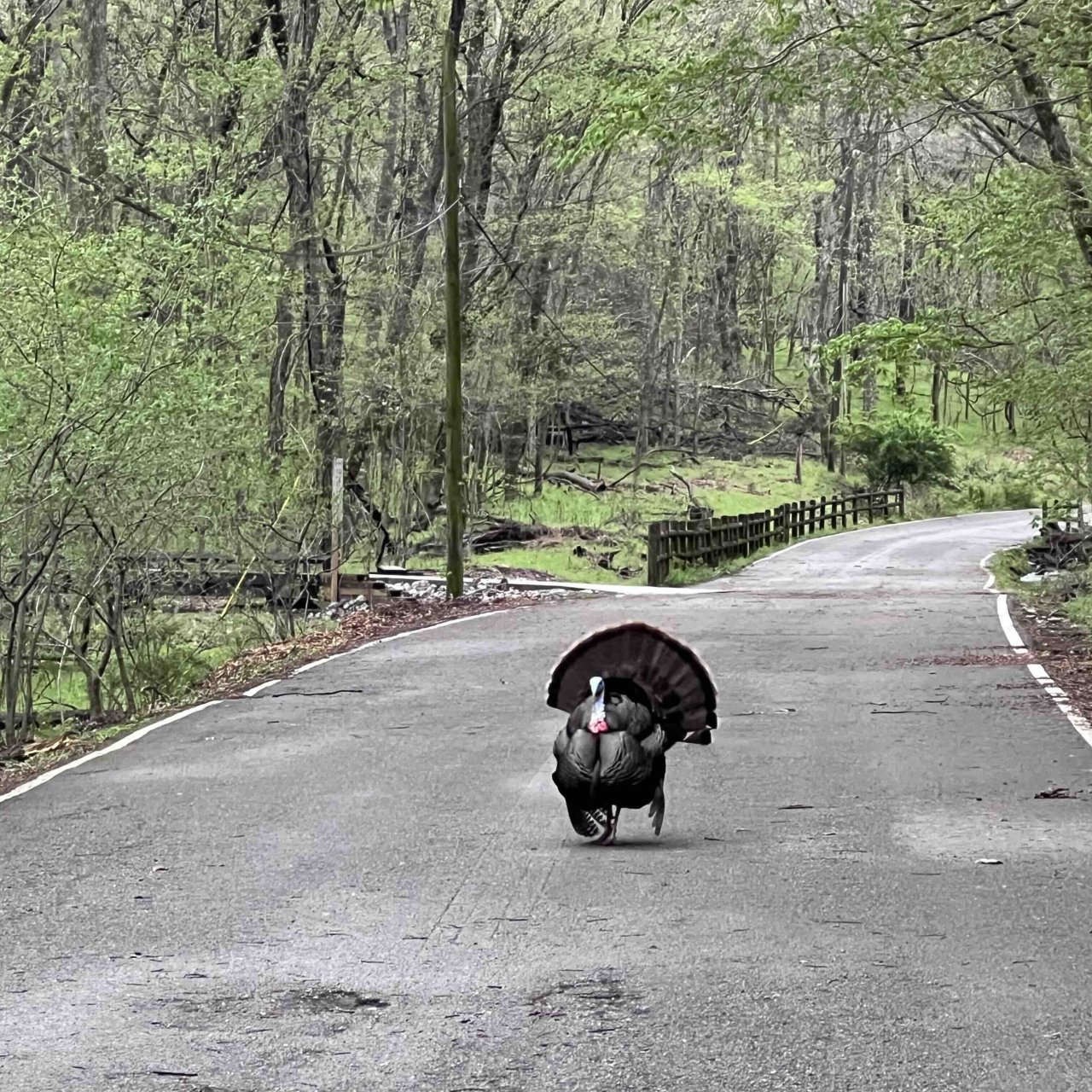 Turkey with spread feathers standing on a wooded path.