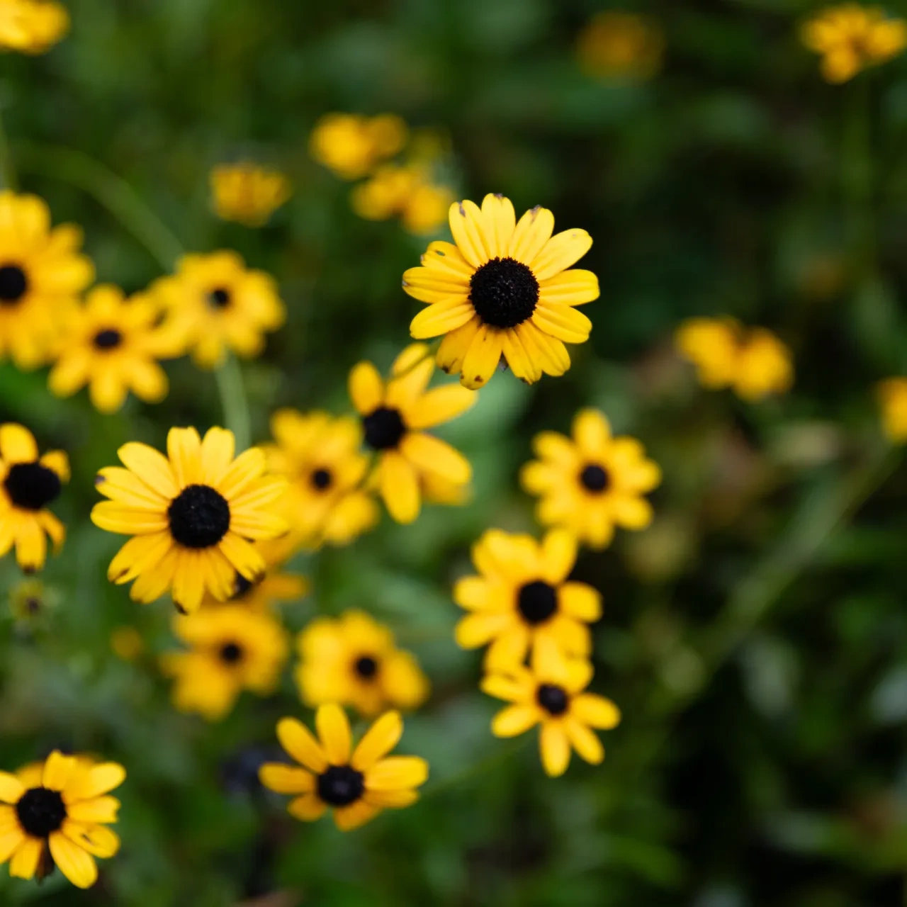 Yellow flowers with black centers grow in a cluster with green stems