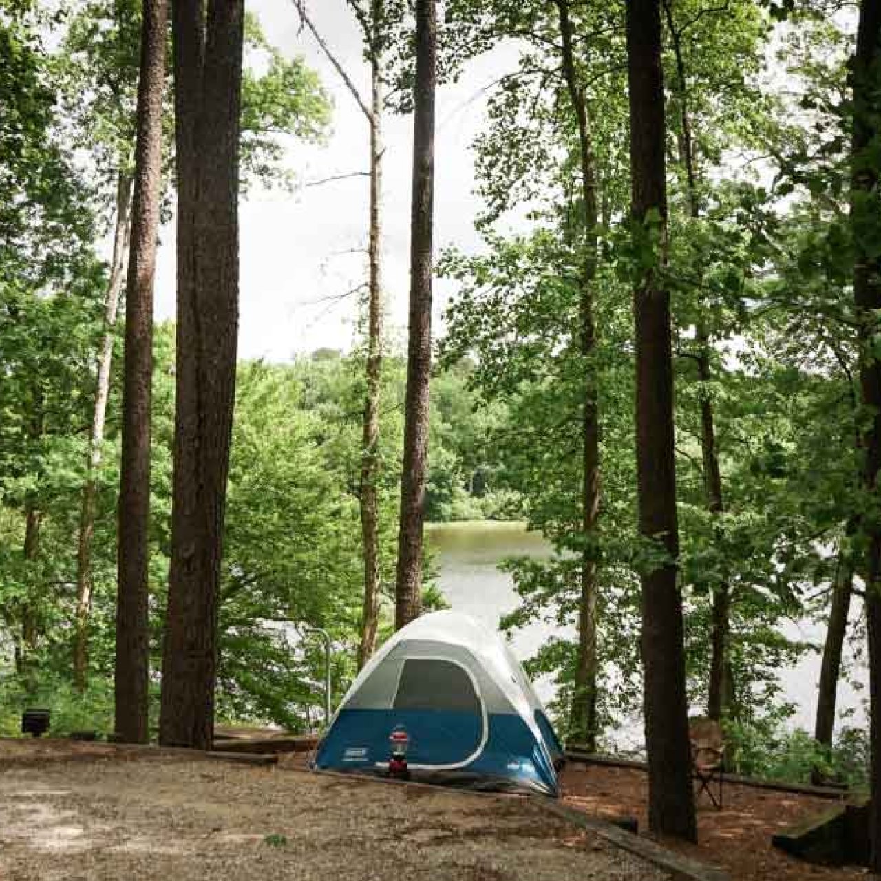 single tent on a campsite surrounded by trees