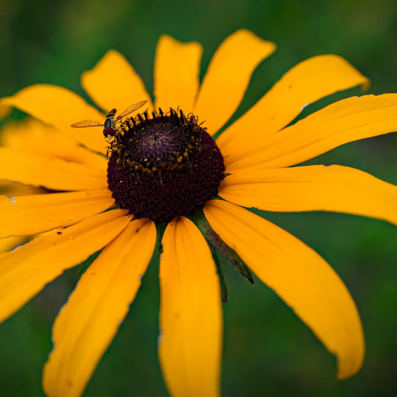 A bee sits on the brown center of a black-eyed susan flower with yellow petals