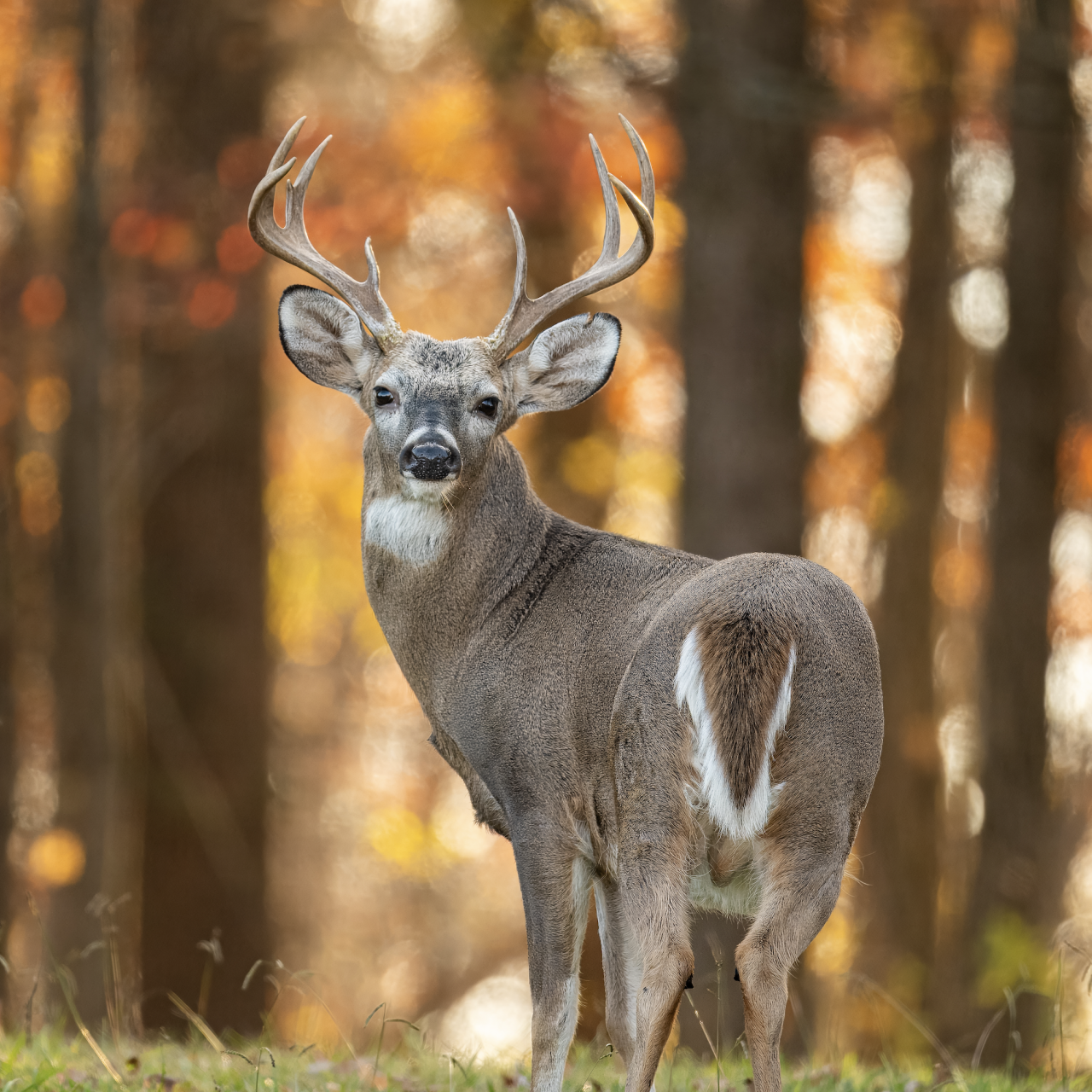 Hunting Safety 