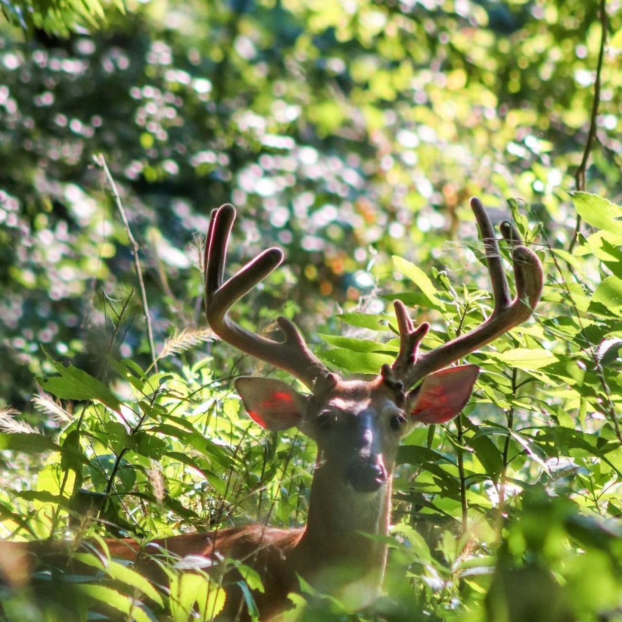 Deer with large antlers peeking through lush forest greenery.