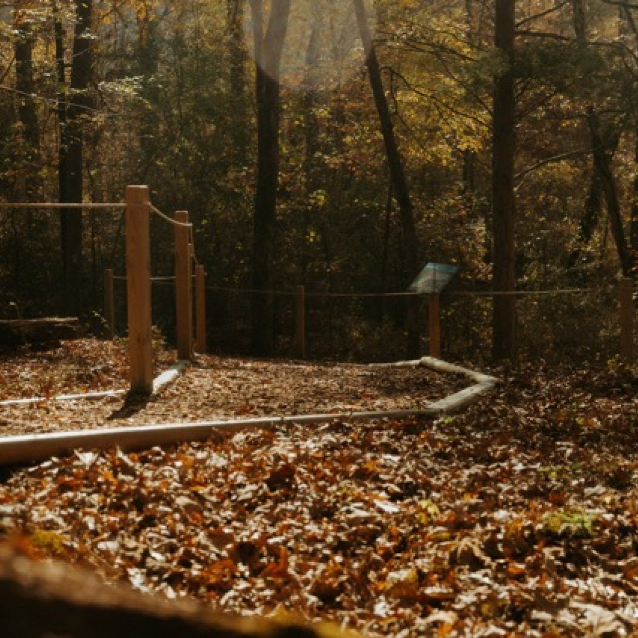 A mulched path, with cane-detectable boarding on one side and guiderope along the otherside, winds down throught the trees. The ground next to the trail is covered by fallen leaves. 