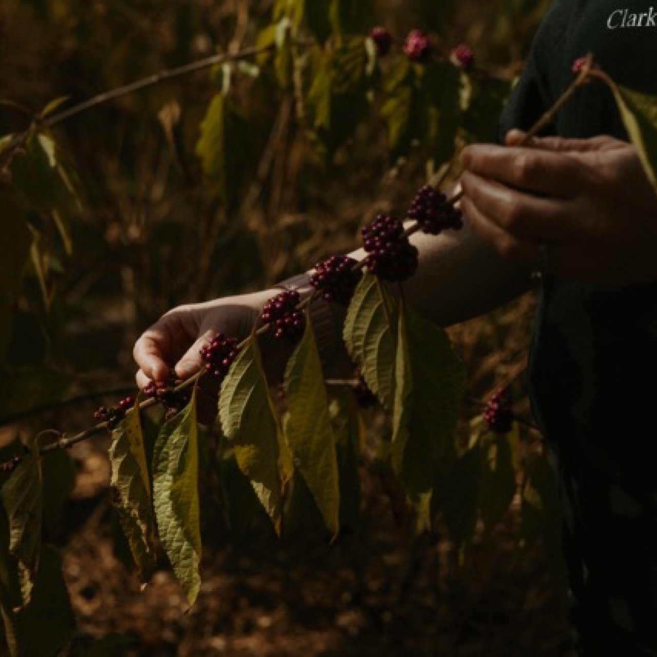 A person is feeling the branches of a blooming native plant with skinny, green leaves..