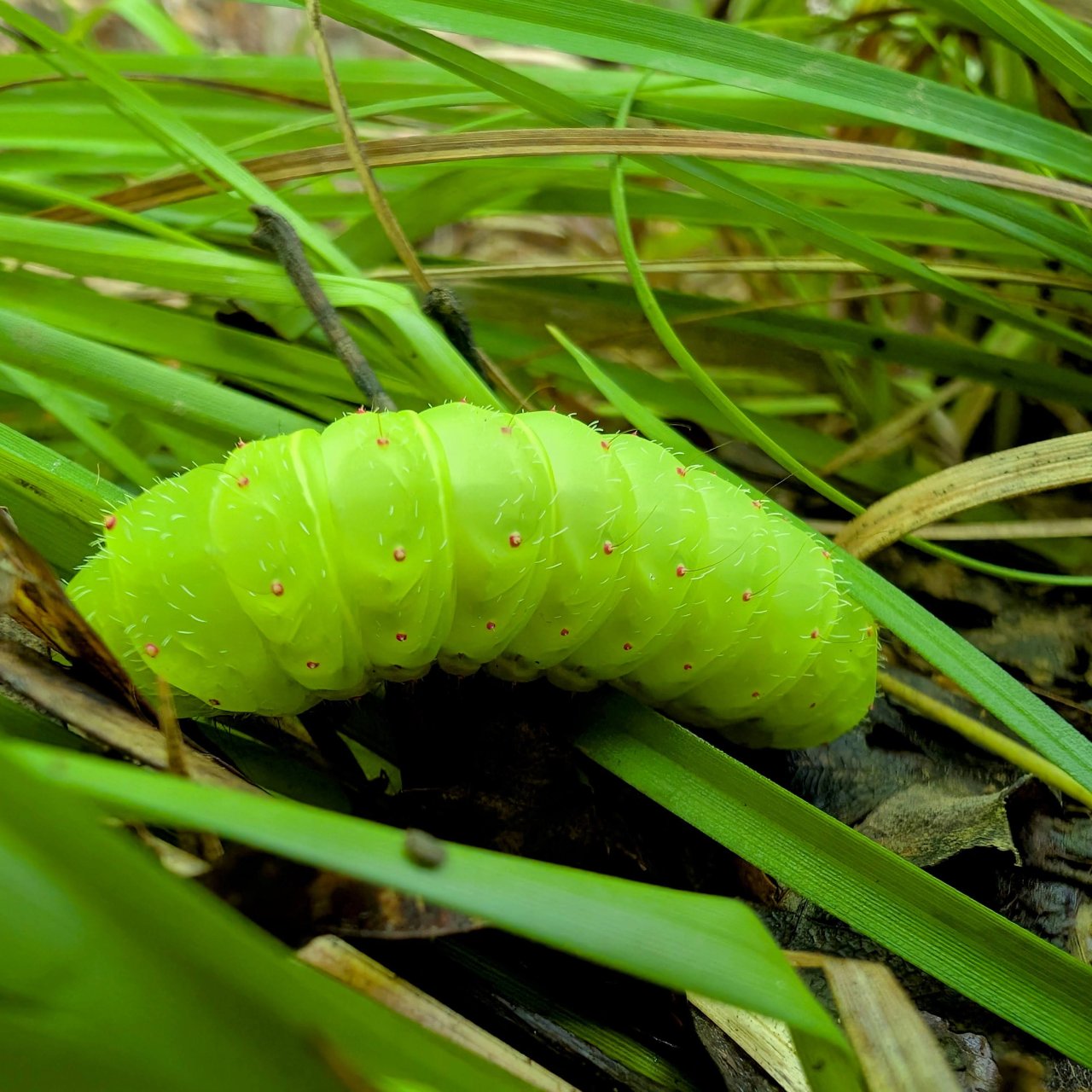 A green caterpillar on a layer of grass. 
