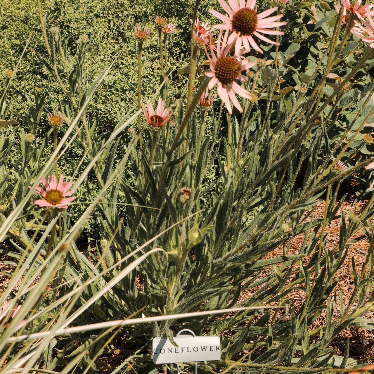 Closeup of a Coneflower plant at Fort Southwest Point 