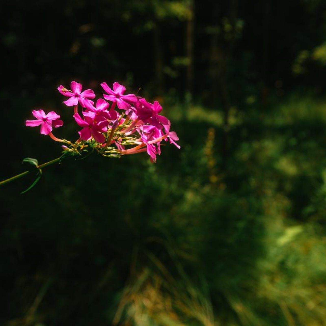 Bright pink flowers on a thin stem, dark green forest background.