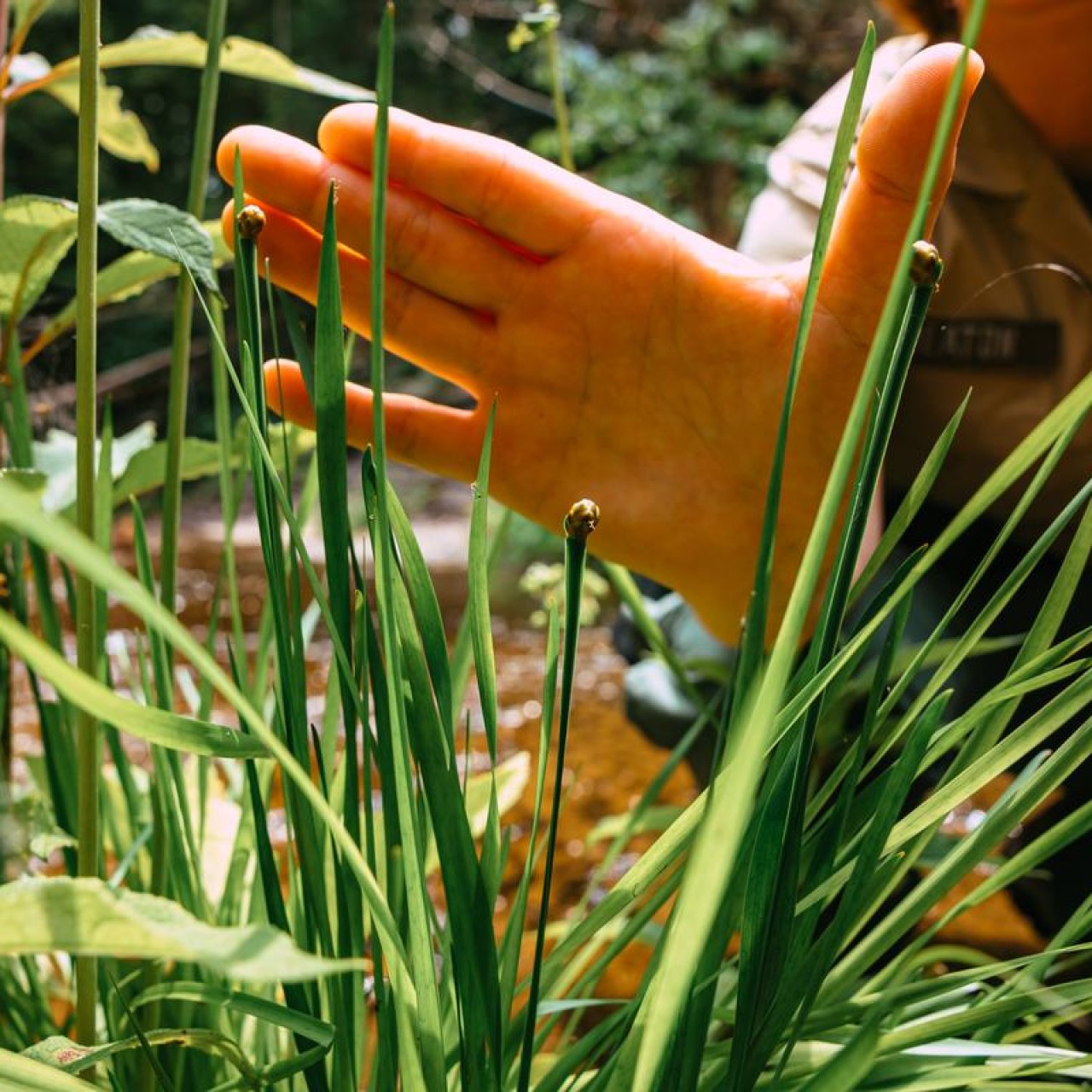 Hand gently touching Tennessee yellow-eyed grass in a lush garden.