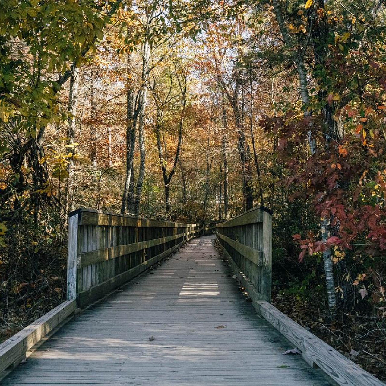 Wooden boardwalk through colorful autumn forest.